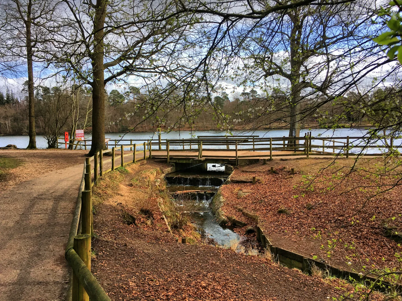 Black Park, where Buckinghamshire Council's free Halloween trail runs through the woods from 24 October to 1 November